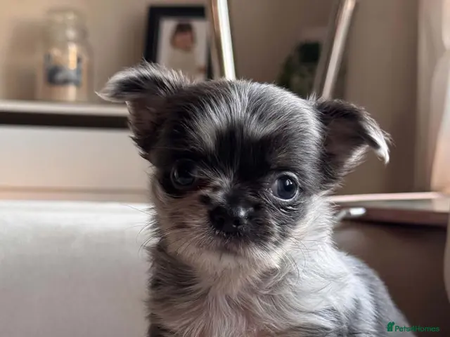 Chihuahua dogs for sale: Beautiful Longhair Chihuahuas - Advert 16