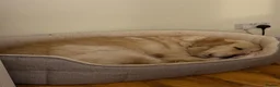 Golden Retriever dogs for sale: Golden puppies - Advert 9
