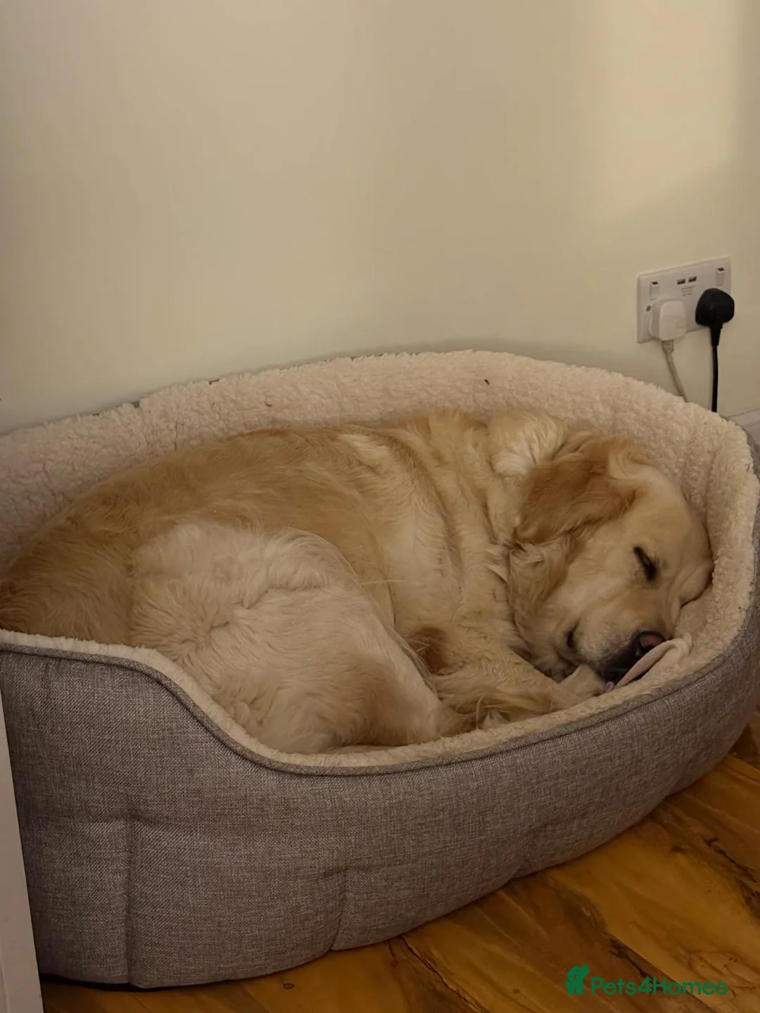 Golden Retriever dogs for sale: Golden puppies - Advert 9