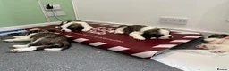 Saint Bernard dogs for sale: (Last 3) Gorgeous Saint Bernard puppies available  - Advert 15