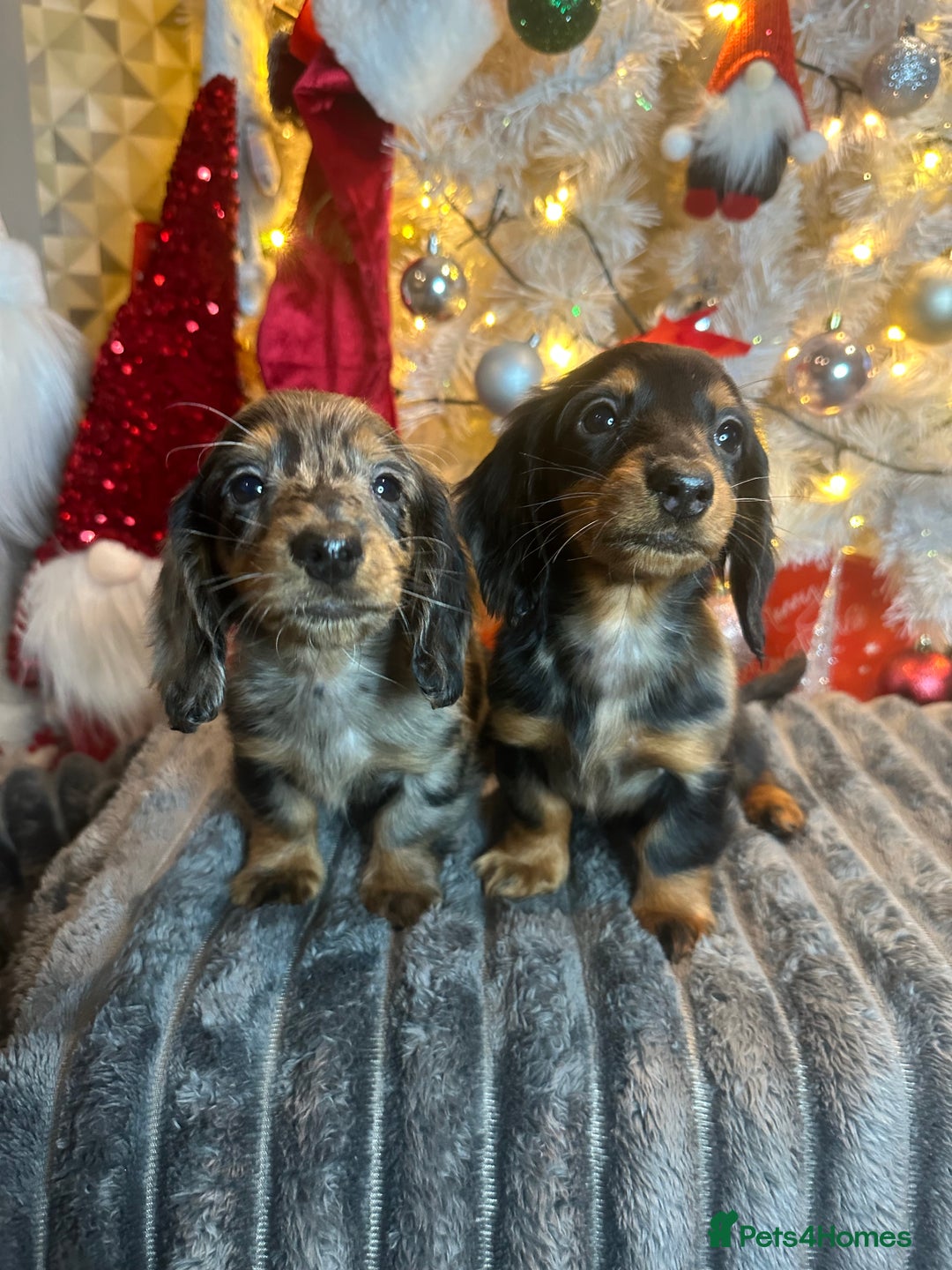 Miniature Dachshund dogs for sale: Long Haired Miniature Dachshund puppies - Advert 17