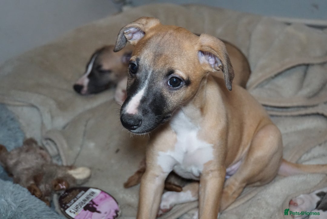 Whippet dogs for sale: Quality show/ Lure coursing girl - Advert 5