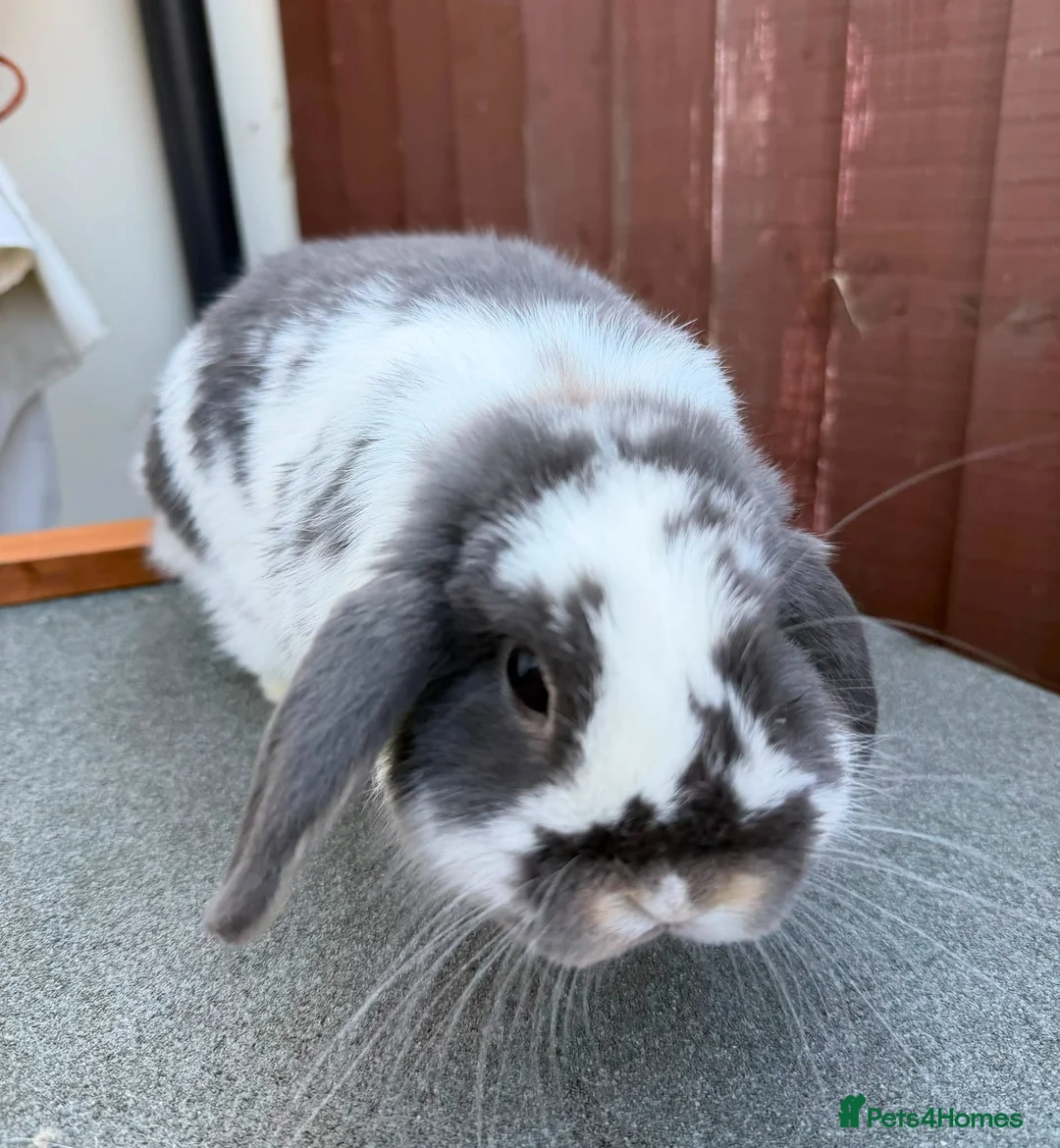Mini Lop rabbits for sale: Purebred Blue Otter butterfly Buck for sale  - Advert 2