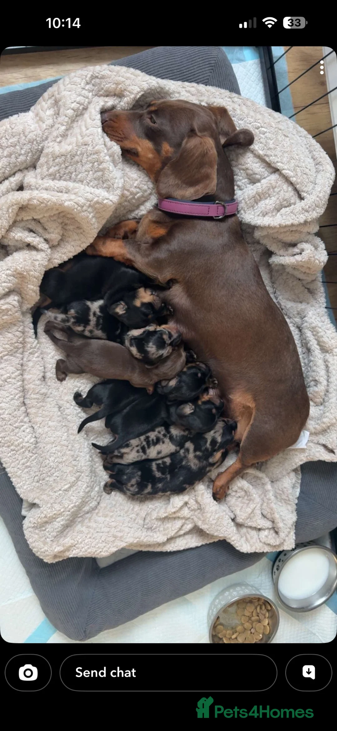 Miniature Dachshund dogs for sale: Miniature dachshunds  - Advert 1
