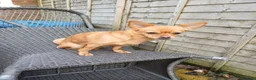 Mixed Breed dogs for sale: Nala is looking for her forever home  - Advert 7