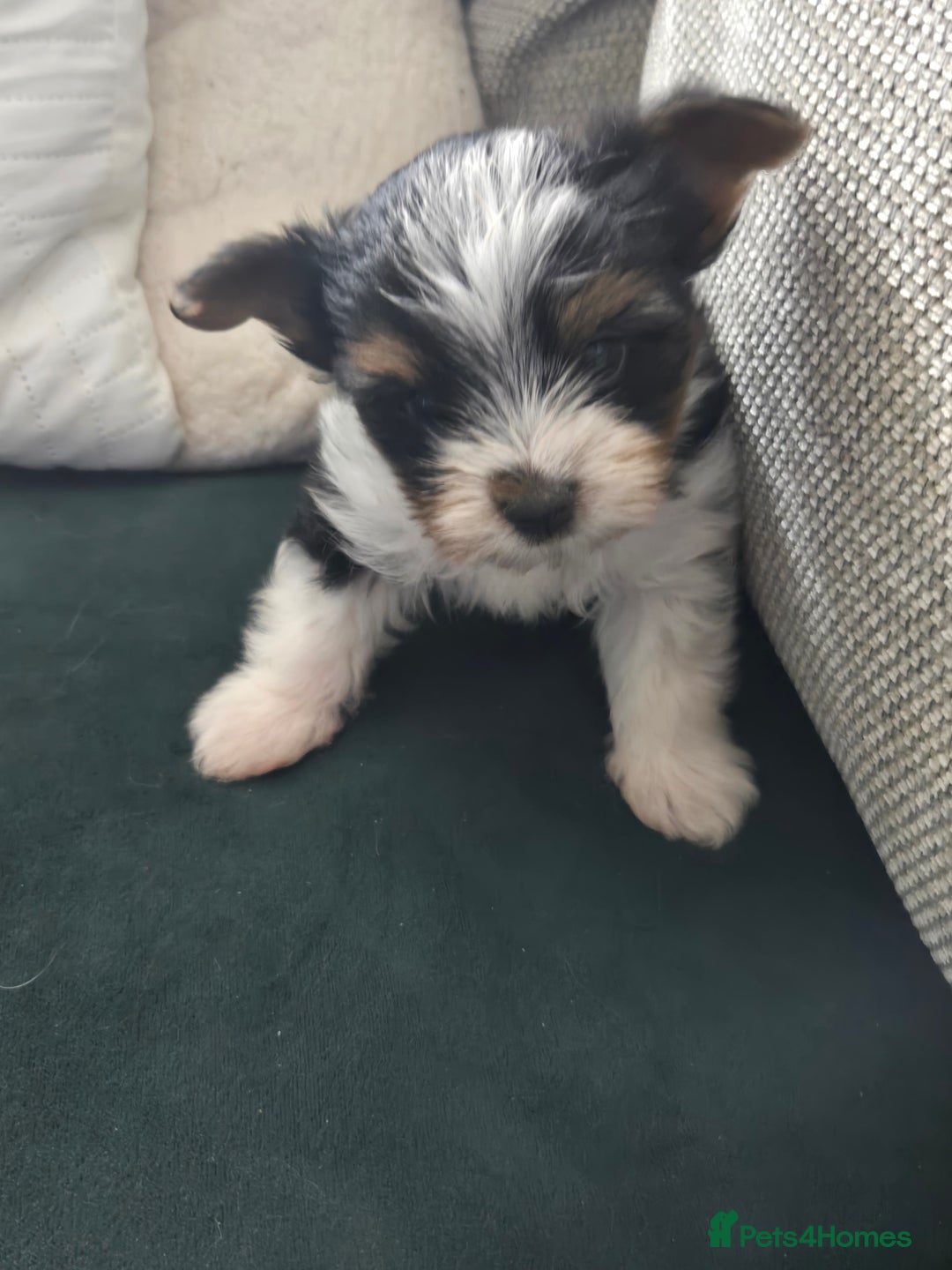 Mixed Breed dogs for sale: Biewer terriers pups - Image 8