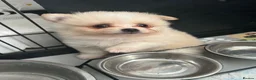 Pomeranian dogs for sale: Pomeranian  - Advert 3