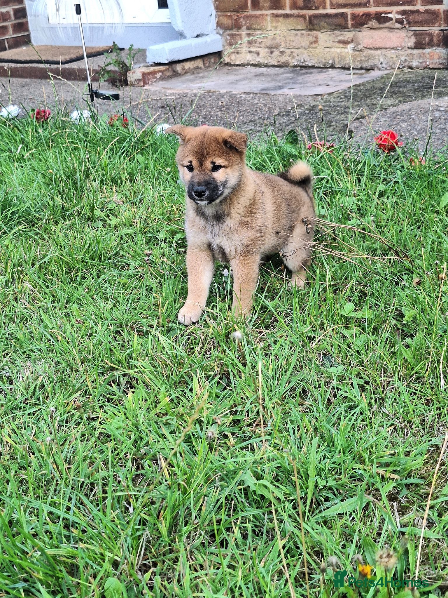 Japanese Shiba Inu dogs Japan Shiba inu  - Advert 1