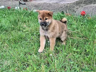 Japanese Shiba Inu dogs Japan Shiba inu - Advert 1
