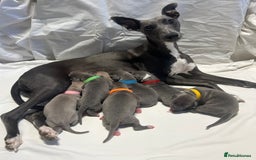 Whippet dogs for sale: Stunning KC whippet puppies  - Image 1