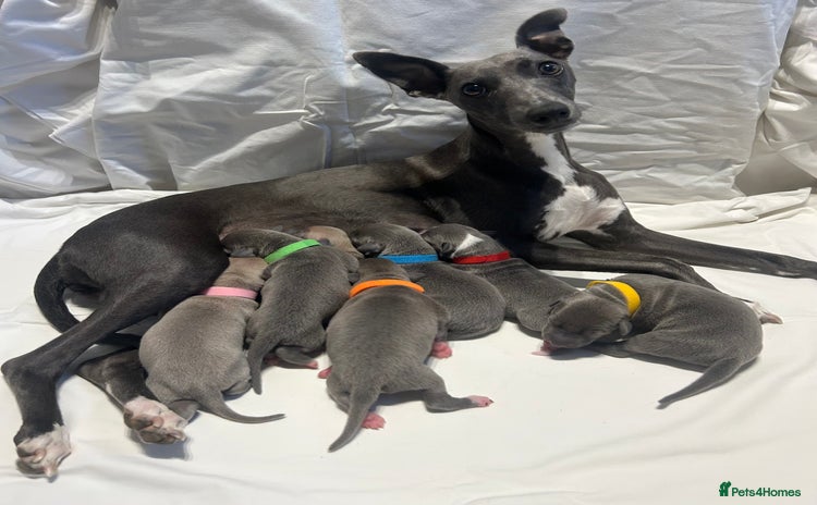 Whippet dogs - Advert 1