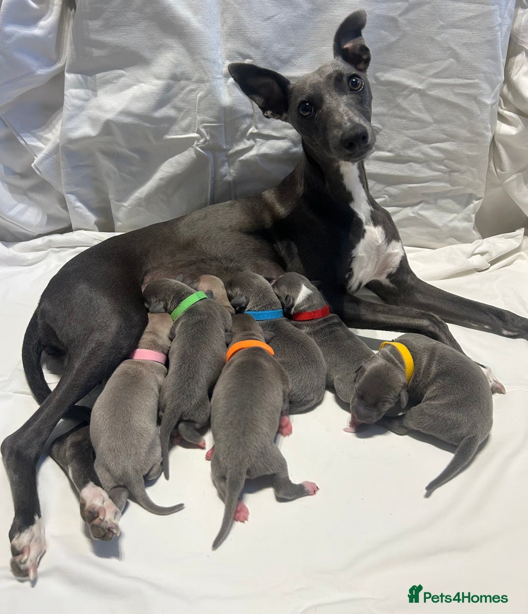 Whippet dogs for sale: Stunning KC whippet puppies  - Image 1