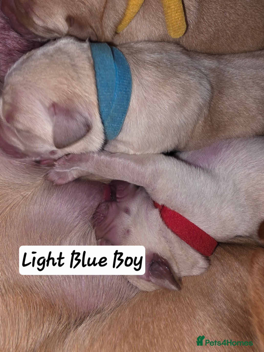 Labrador Retriever dogs for sale: Gorgeous Labrador puppies - Advert 16