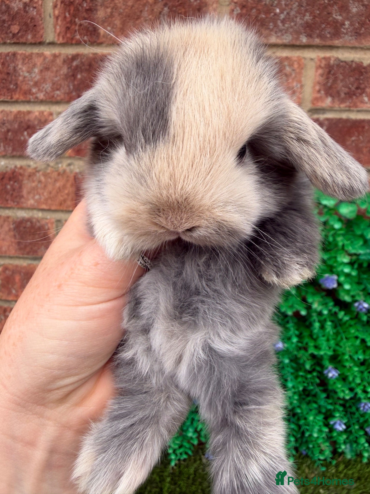 Mini Lop rabbits Beautiful mini lop ready 🩷💙 - Advert 4