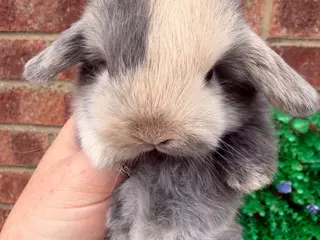 Mini Lop rabbits Beautiful mini lop ready 🩷💙 - Advert 4