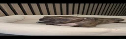 American Bully dogs for sale: American pocket bully pups in Peterborough - Advert 24