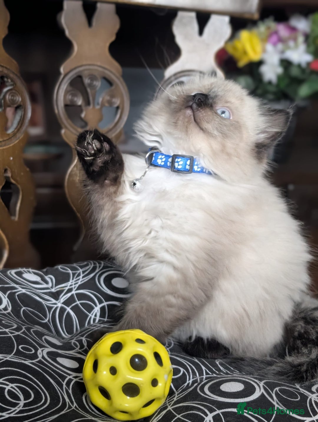 Ragdoll cats for sale: **Stunning litter of 4 ragdoll kittens** - Advert 6