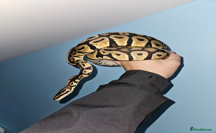 Python Snake reptiles - Advert 1