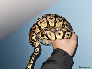 Python Snake reptiles - Advert 21