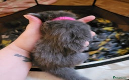 Domestic Shorthair cats for sale: 9 beautiful kittens - Image 7