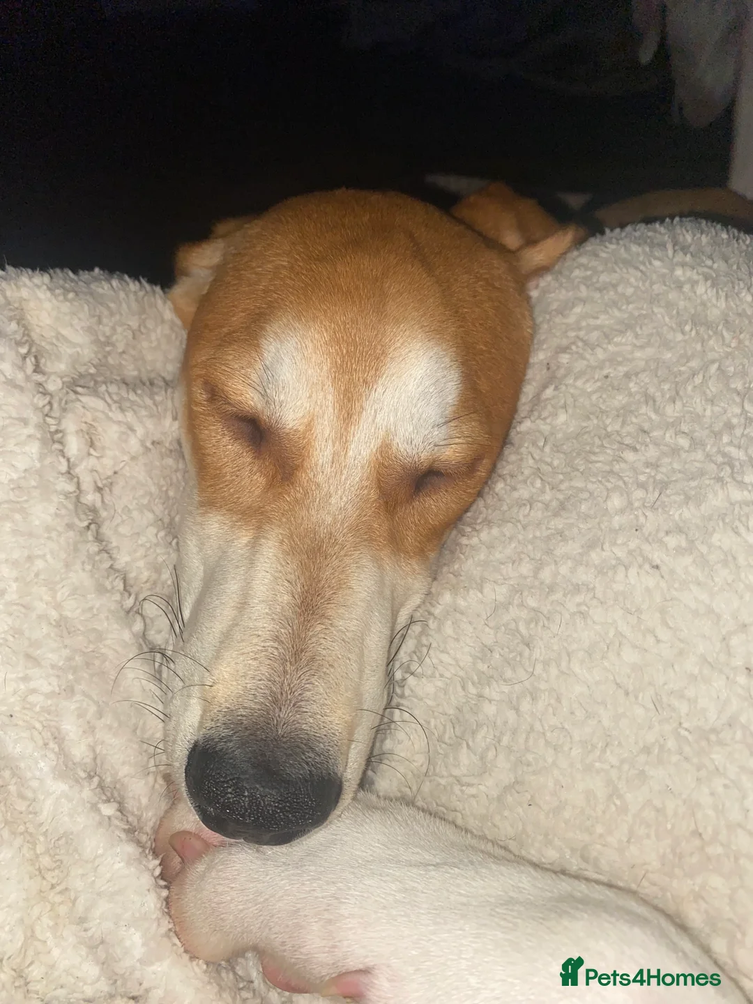 Mixed Breed dogs for sale: Beautiful pup  - Advert 7