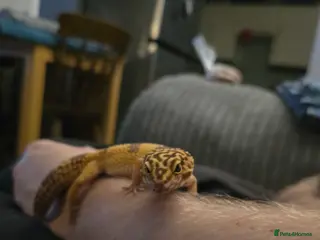 Gecko reptiles Leopard gecko godzilla morph - Advert 1