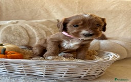Australian Labradoodle dogs for sale: Pure Multigen Australian Labradoodle Puppies - Image 15