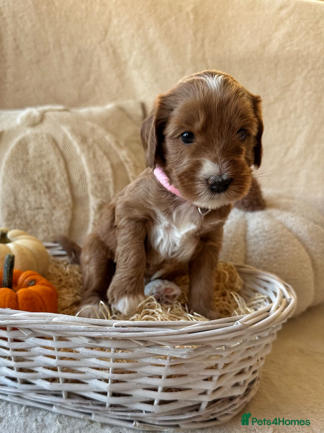 Australian Labradoodle dogs for sale: Pure Multigen Australian Labradoodle Puppies - Image 15