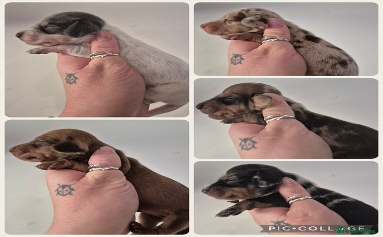 Miniature Dachshund dogs - Advert 1