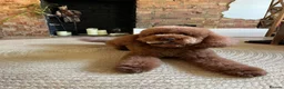 Labradoodle dogs for sale: Beautiful Red Labradoodle Puppies - Advert 12