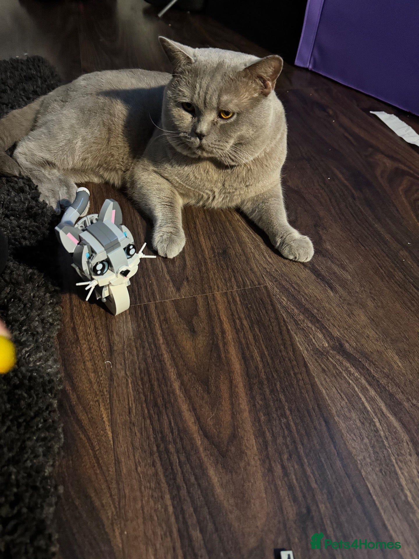 British Shorthair cats Rehome for BSH male - Advert 1