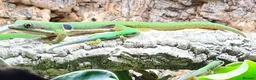 Gecko reptiles for sale: Baby Peacock geckos  - Advert 7
