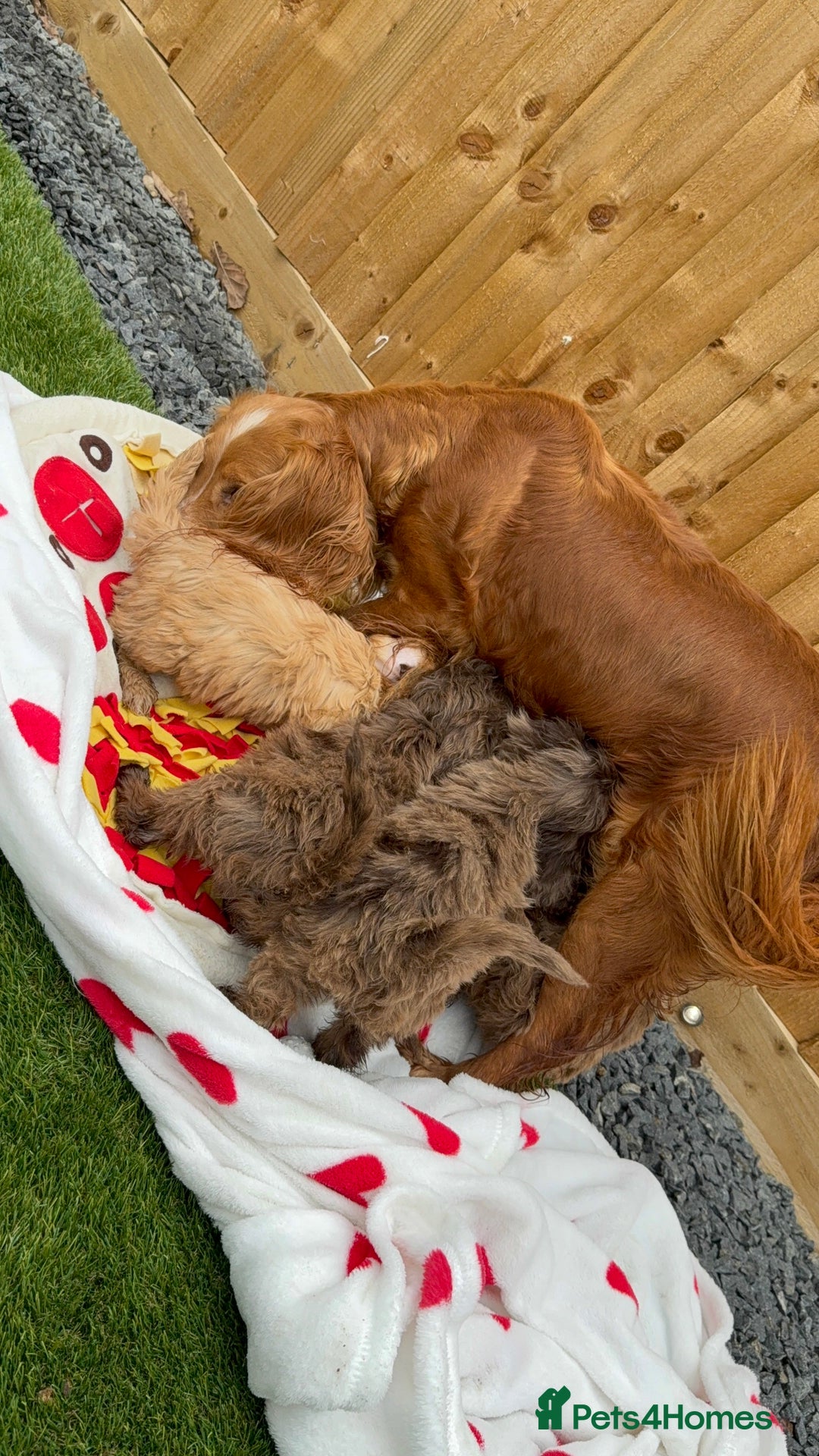 Cockapoo dogs for sale: Adorable f1 Cockapoo puppies 🐶  READY TO GO! in Stourport-on-Severn - Image 10