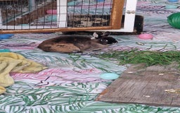 Mixed Breed rabbits for sale: 4 rabbits and a full set up for sale  - Image 1
