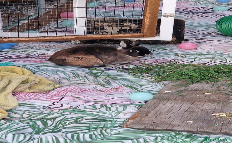 Mixed Breed rabbits - Advert 6
