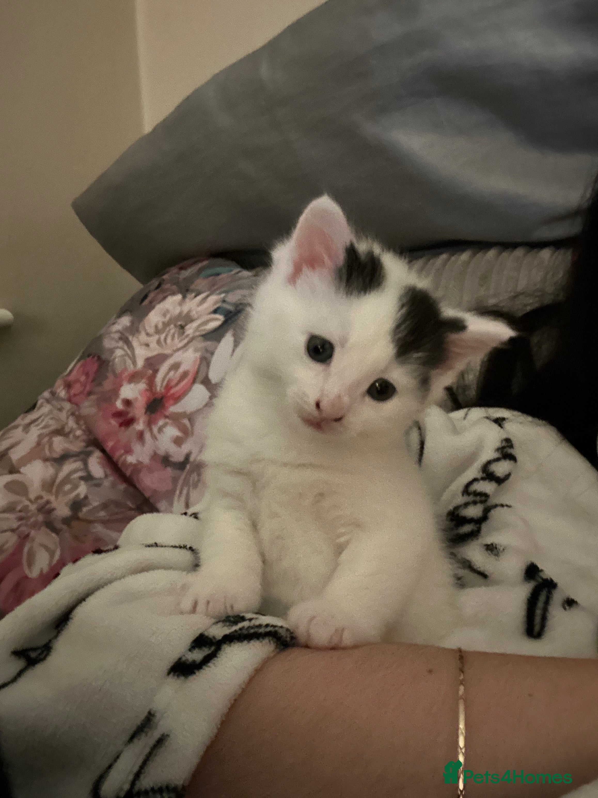 Norwegian Forest Cat cats Female kitten for sale  - Advert 4