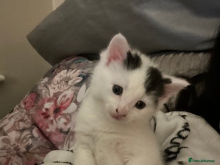 Norwegian Forest Cat cats Female kitten for sale - Advert 4