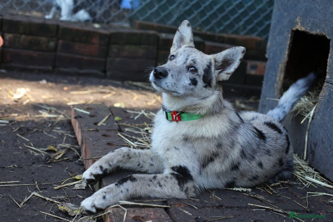 Mixed Breed dogs for adoption: 💙🐶 NICK AND MAILY 🐶💖 - Image 26