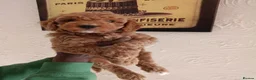 Cockapoo dogs for sale: 2 males and 1 female cockapoo pups  - Advert 7
