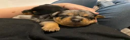 Jack Russell dogs for sale: Jack Russell puppies - Advert 1