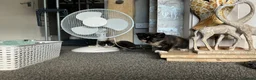 Mixed Breed cats for sale: Kittens  - Advert 10