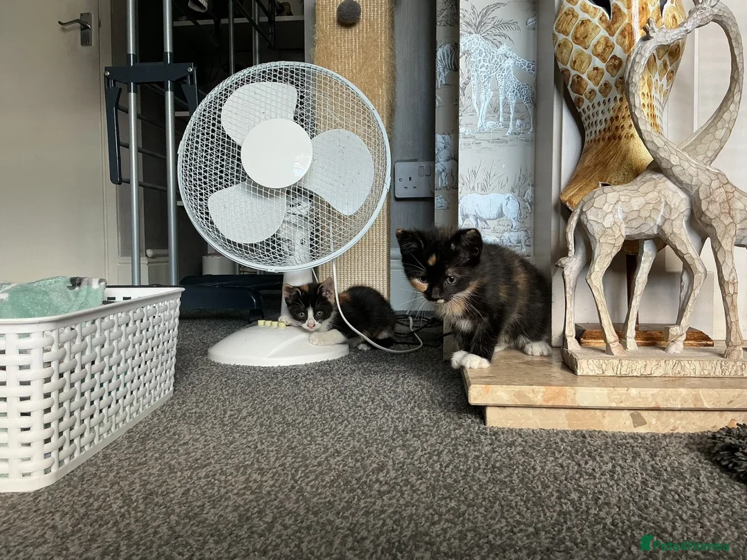 Mixed Breed cats for sale: Kittens  - Advert 10