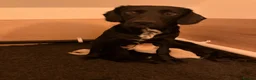 Cockerdor dogs for sale: Last Male Cockerdor 🐾🐶 - Advert 2