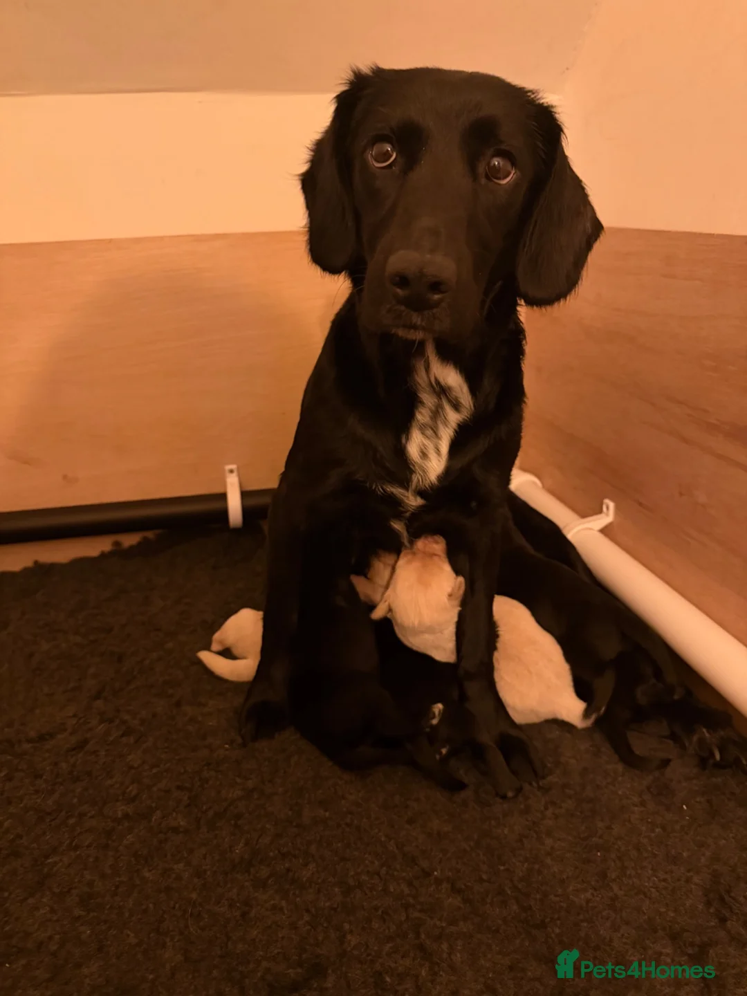 Cockerdor dogs for sale: Last Male Cockerdor 🐾🐶 - Advert 2