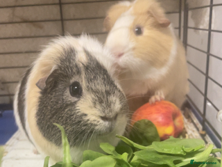 Guinea Pig rodents 2 male guinea pigs with cage - Advert 15
