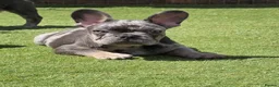 French Bulldog dogs for sale: REDUCED Stunning French Bulldog Pups  - Advert 24