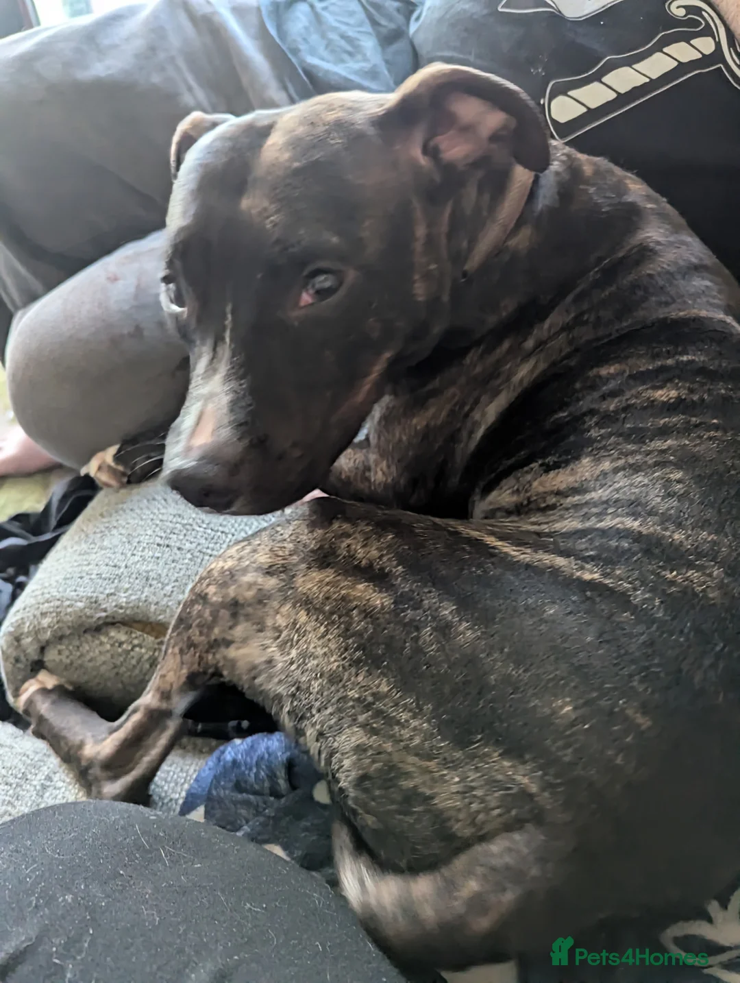 Mixed Breed dogs for sale: 19 month old mixed breed - Ripley in Chelmsford - Advert 4