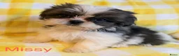 Shih Tzu dogs for sale: Beautiful Shih Tzu puppies  - Advert 1