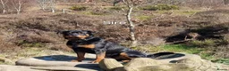 Rottweiler dogs for sale: Champion Bloodline German Rottweiler Puppies - Advert 2