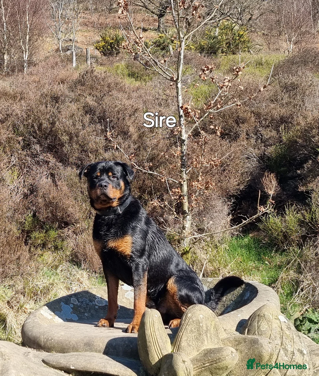 Rottweiler dogs for sale: Champion Bloodline German Rottweiler Puppies - Advert 2